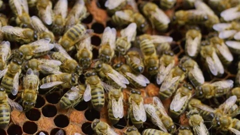 Bees and hive 138429260