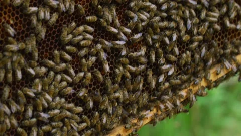 Bees and hive Stock Footage 138429535