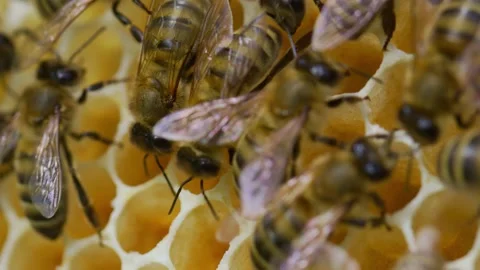 Bees and hive Stock Footage 138429540