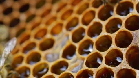 Bees and hive Stock Footage 138429566