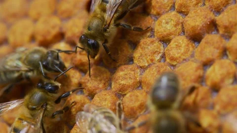 Bees and hive Stock Footage 138429690