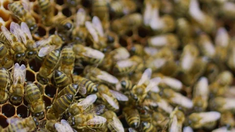 Bees and hive Stock Footage 138430202
