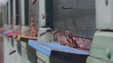 Bees and hive Stock Footage 160091748