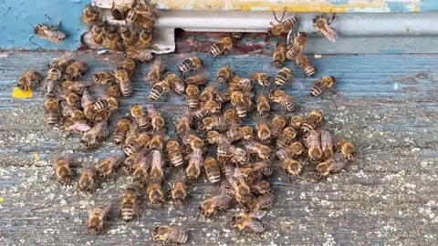 Bees and the hive Stock Footage 206499687