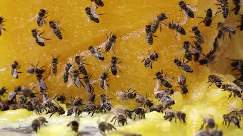 Bees and honey Video stock 12534929