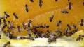 Bees and honey HD Footage