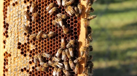 Bees and Honeycomb Stock Footage 8653971