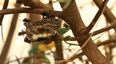 Bees and honeycomb Stock Footage 31533065