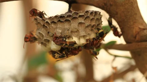 Bees and honeycomb Stock Footage 31538300
