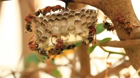 Bees and honeycomb Stock Footage 31542812