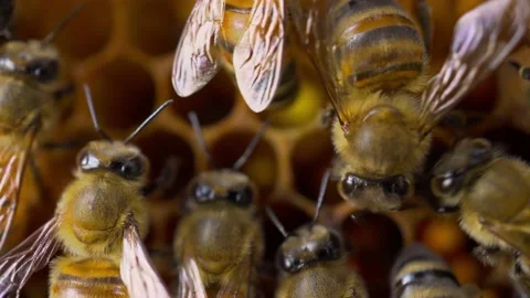 Bees and honeycombs macro Stock Footage 229427402