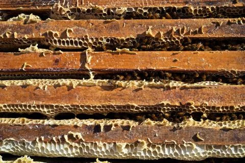 Bees and honeycombs Stock Photos