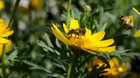 Bees and Hoverflys on a Corn Marigold flower on a sunny day in the garden i.. Foto stock