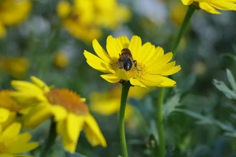 Bees and Hoverflys on a Corn Marigold flower on a sunny day in the garden i.. Foto stock