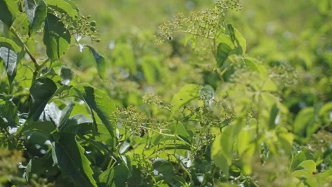 Bees and insects fly around a bush full of leaves and flowers full of pollen Stock Footage 284391934
