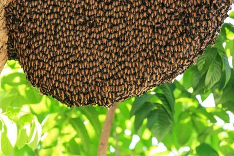 Bees and its hive on a tree Stock Photos