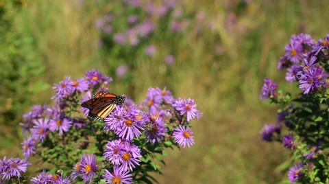 Bees and Monarch Butterfly Vidéo 31026568