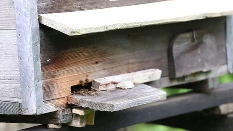Bees and old beehives Stock Footage 74102127