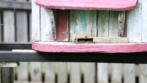 Bees and old beehives Stock Footage 74102262
