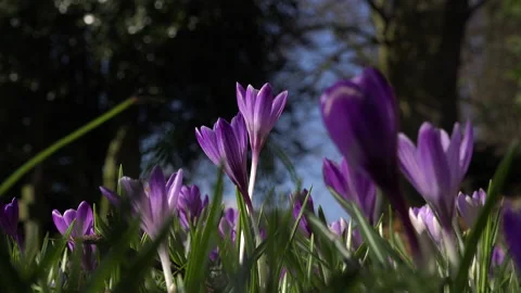 Bees and other insects crocus plants growing up through leaves UK 4K Stock Footage 149422991