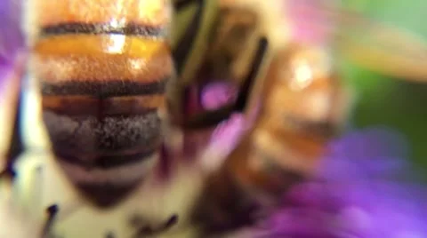 Bees and Passion Flower Video stock 68724624