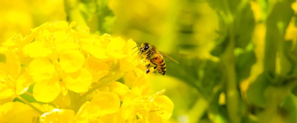 Bees and rape Stock Photos
