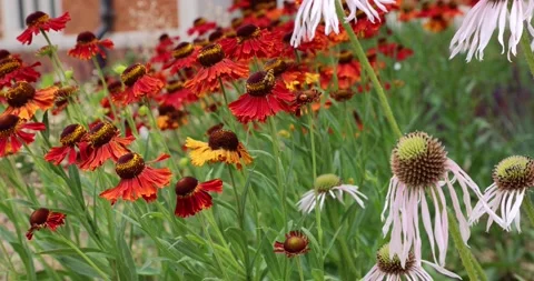 Bees and red and white daisy flowers in a garden in a windy day Stock Footage 208909681