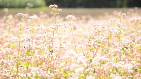 Bees and red buckwheat field, closeup Stock Footage 41462098
