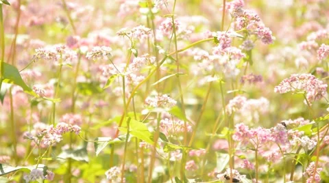 Bees and red buckwheat field Stock-Footage 41462111