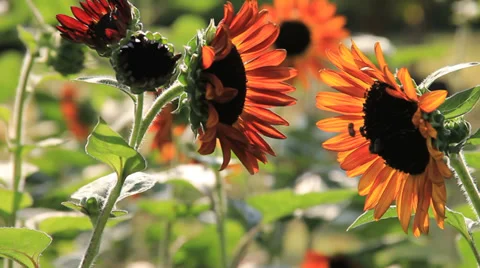 Bees and Red Sunflower 스톡 동영상 38203616