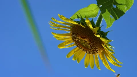 Bees and Sunflowers Video stock 180794119