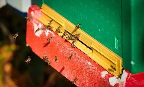 Bees and their box in a beehive Stock Photos