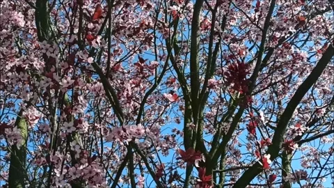 Bees and a tree short HD footage. Stock Footage 132628731