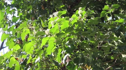 Bees and wasps fly around tree leaves with flowers in the sun Stock Footage 42334239