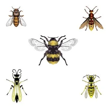 Bees and wasps Stock Illustration