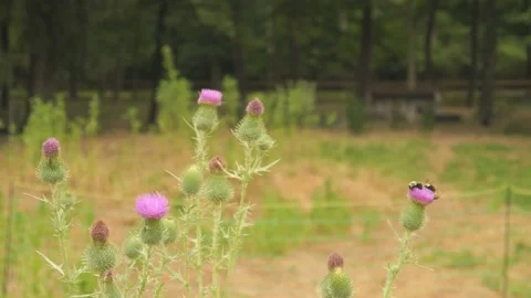 Bees and Wasps on Scottish Thistle Stock Footage 232161506