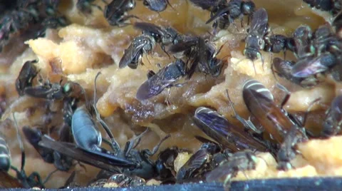 Bees and wasps together Vídeos de archivo 45869338