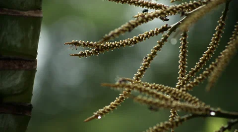 Bees, Ants and Fly Stock Footage 28955726