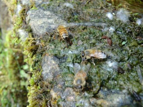 Bees - Api Stockfoto's