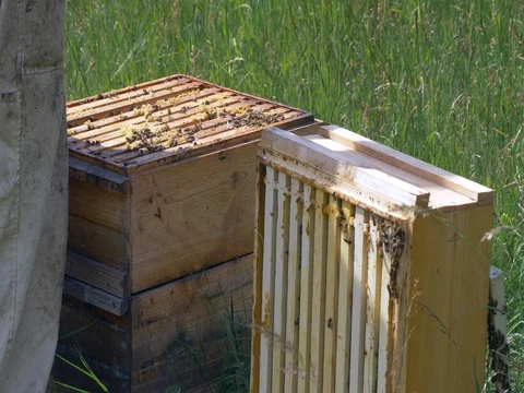 Bees in apiary. Beekeeper is shaking the bees from. Stock Footage 76536985