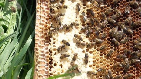 Bees in an apiary. Bees make honeycombs and honey during the spring period. 動画素材 315869667