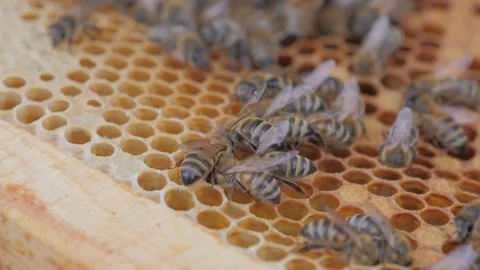 Bees on the apiary in the evidence Stock Footage 151790419