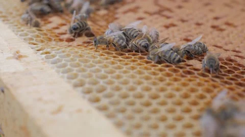 Bees on the apiary in the evidence Stock Footage 151790448