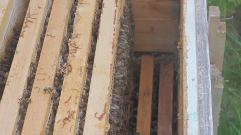 Bees on the apiary in the evidence Stock Footage 151790511