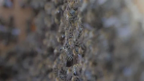 Bees on the apiary in the evidence Stock Footage 151790645