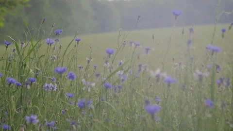 Bees on the apiary in the evidence Stock Footage 151790737