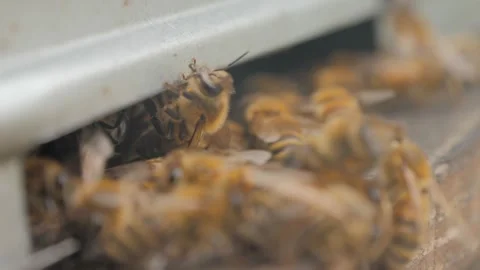 Bees on the apiary in the evidence Stock Footage 151790784