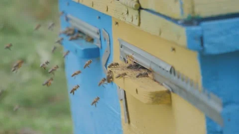 Bees on the apiary in the evidence Stock Footage 151791020