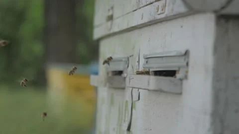Bees on the apiary in the evidence Stock Footage 151791096