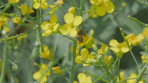 Bees on the apiary in the evidence Stock Footage 151791142